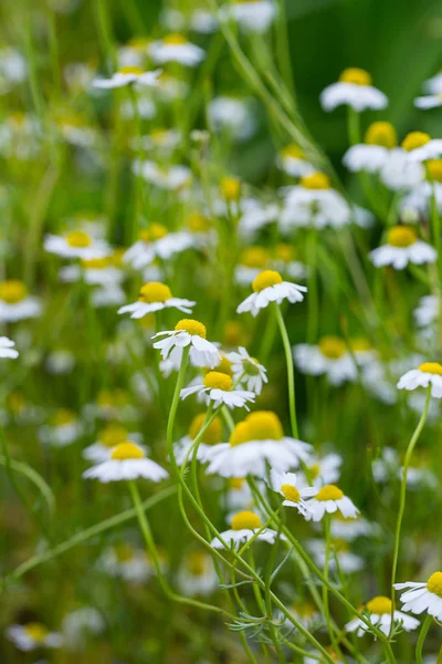 新鮮な白いカモミールの花 — ストック写真