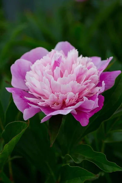 Fresh Garden Beautiful Peonies — Stock Photo, Image