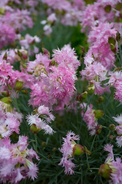 盛开的粉红色康乃馨在花园里 — 图库照片