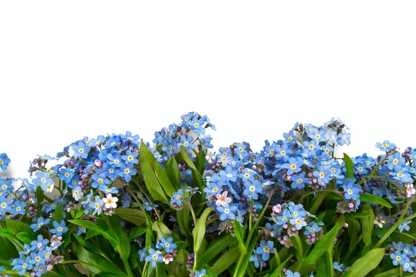 forget-me-not flower isolated on white