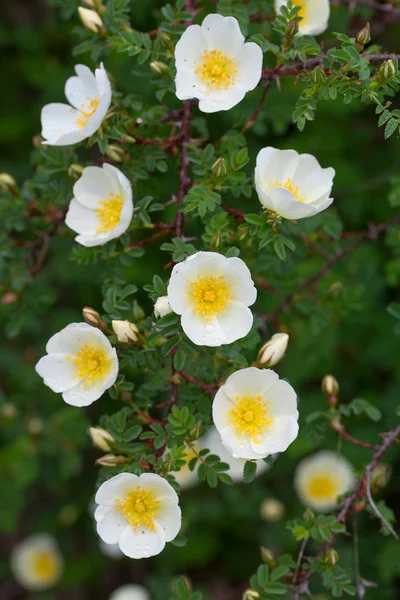 Zbliżenie Dziki Białych Kwiatów Róży — Zdjęcie stockowe