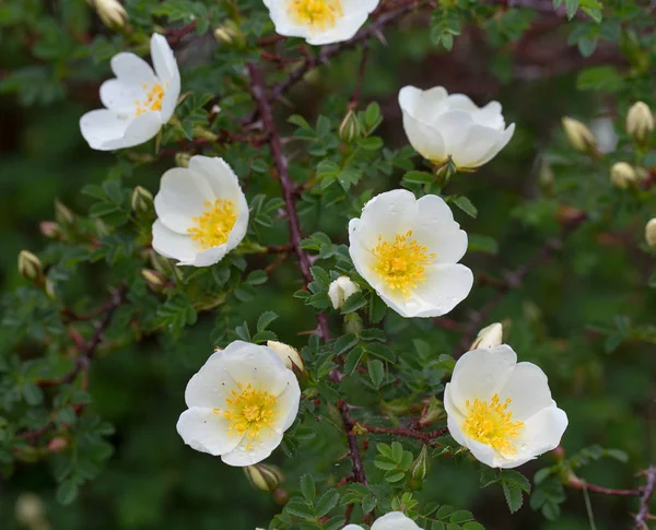 Zbliżenie Dziki Białych Kwiatów Róży — Zdjęcie stockowe