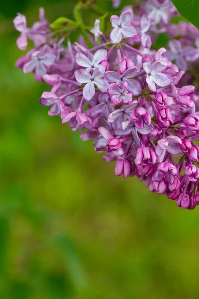 Piękny Kwitnący Liliowy Ogrodzie — Zdjęcie stockowe