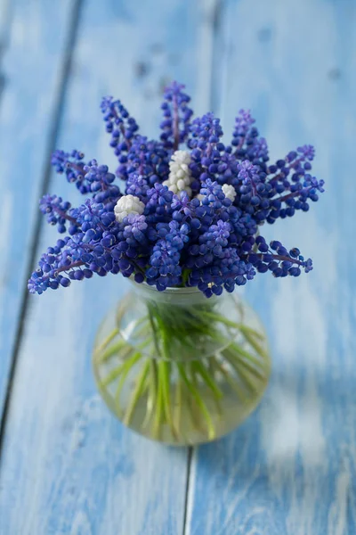 Blå Muscari Blommor Druvor Hyacint Trä Bakgrund — Stockfoto
