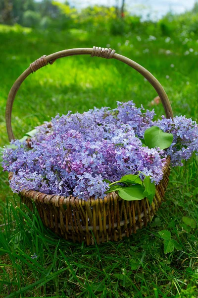 Purple Lilac Basket — Stock Photo, Image