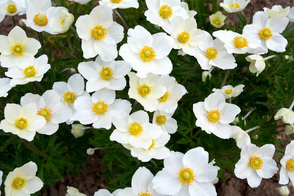 Flores Anémonas Vista Cerca — Foto de Stock