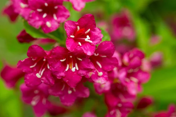 庭に咲くタニウツギ — ストック写真