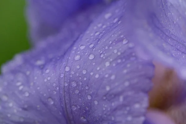 Квітка Ірису Саду — стокове фото
