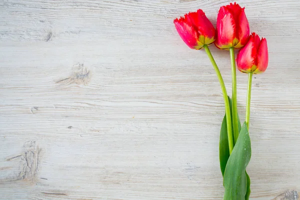 Red Tulips White Wooden Surface — Stock Photo, Image