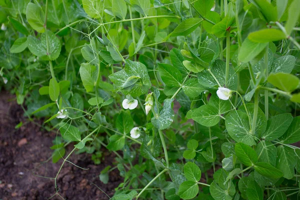 Green Peas Growing Garden — Stock Photo, Image