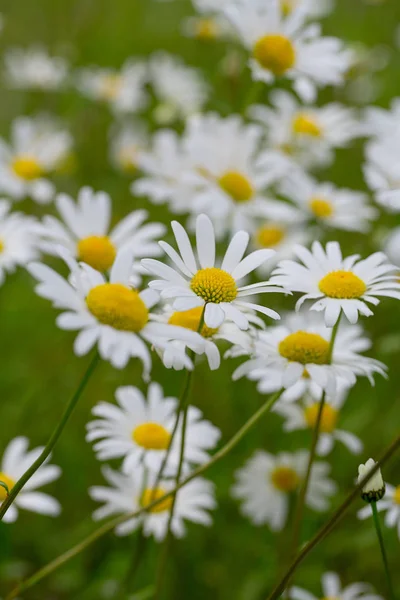 Margherite Bianche Fiorenti Giardino — Foto Stock