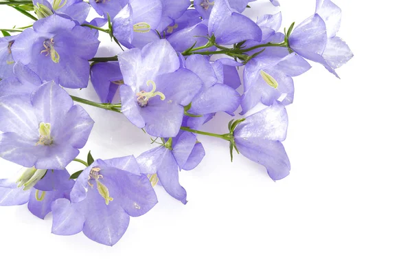 Kolekce Bell Květiny Izolovaných Bílém Pozadí — Stock fotografie
