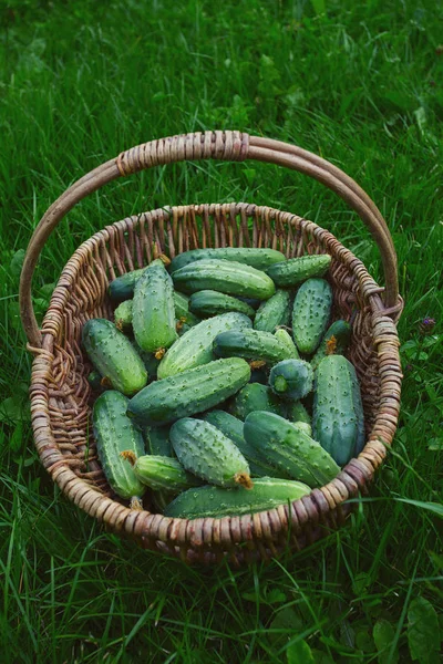 Pepinos Uma Cesta Grama Verde — Fotografia de Stock