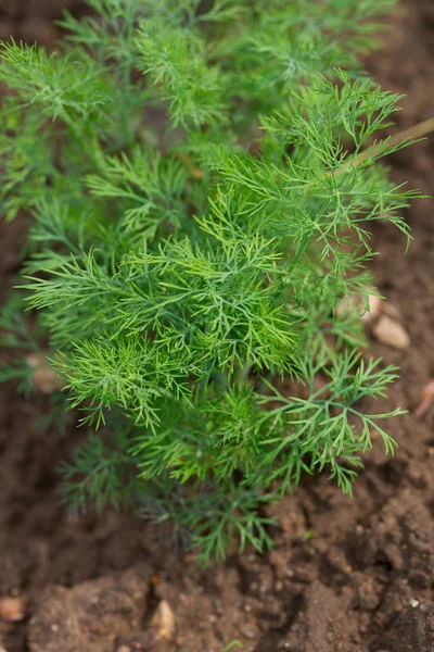 Dill Growing Close View — Stock Photo, Image