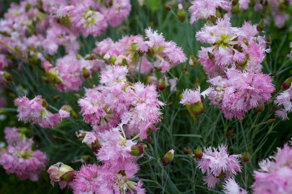 Blommande Rosa Nejlika Trädgård — Stockfoto