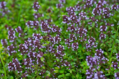 kekik çiçekleri Bahçe