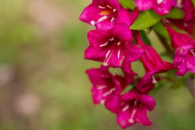 bir bahçede çiçek açan weigela