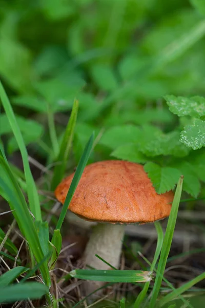Red Cap Boletus Mushroom Growing — Stock Photo, Image