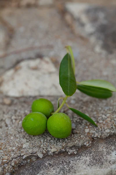 Galho Azeitonas Sobre Fundo Pedra — Fotografia de Stock