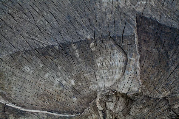 Old Wood Tvärsnittet — Stockfoto