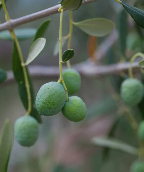 Cultivar Aceitunas Cerca — Foto de Stock