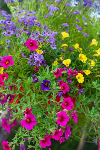 Flores Coloridas Verão — Fotografia de Stock