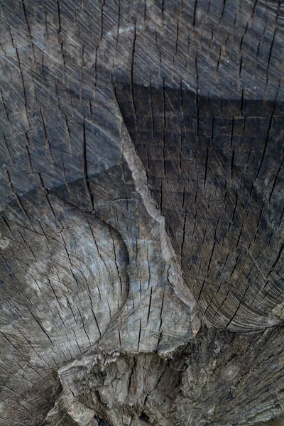 Old Wood Tvärsnittet — Stockfoto