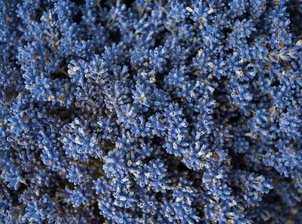 Сушеные Лавандовые Цветы Ведре — стоковое фото