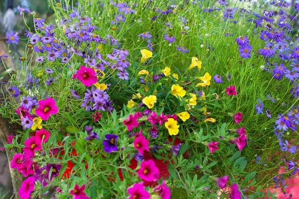 Färgglada Blommor Sommar — Stockfoto