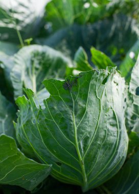 Lahana yaprağı tırtıllar haşere ile kaplı