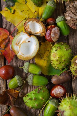 Ahşap kırsal masada meşe palamudu ve kestane