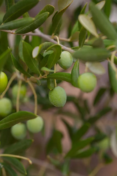 Cultivar Aceitunas Fondo Pared Cerca — Foto de Stock