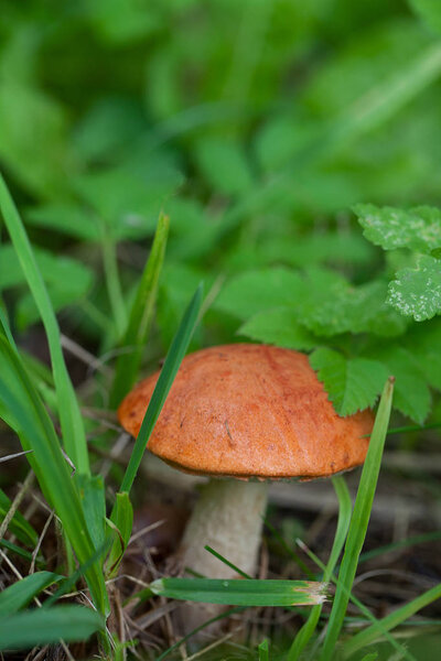 red cap boletus mushroom growing
