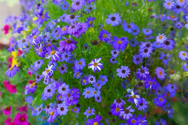Färgglada Blommor Sommar — Stockfoto