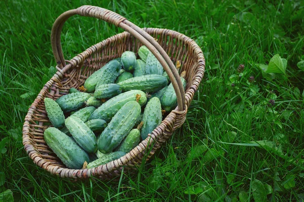 Pepinos Uma Cesta Grama Verde — Fotografia de Stock