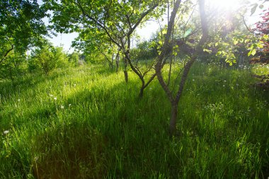 bahar bahçe duvar arka plan yakın çekim