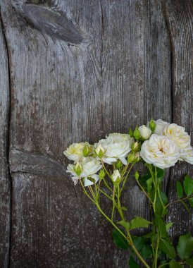 ahşap yüzey üzerinde güzel yumuşak beyaz güller