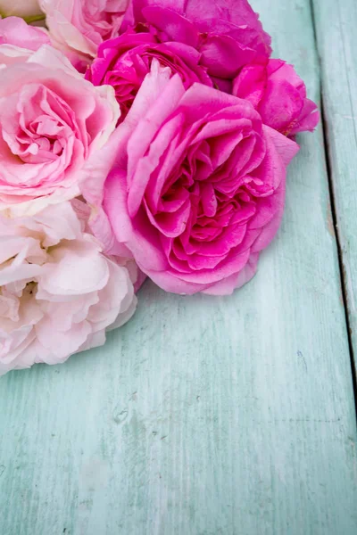 青緑色の木製の表面に美しいピンクの庭バラ — ストック写真