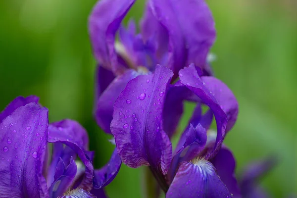 Irisblume Gartenmauer Hintergrund Nahaufnahme — Stockfoto