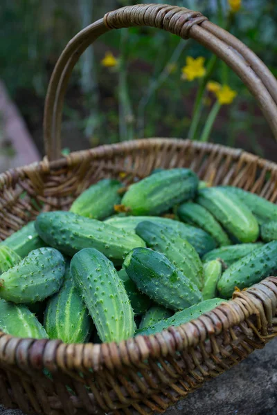 Cesta Pepinos Uma Casa Vidro — Fotografia de Stock