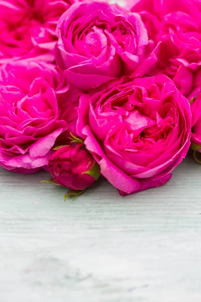 Belas Rosas Jardim Rosa Superfície Madeira Turquesa — Fotografia de Stock