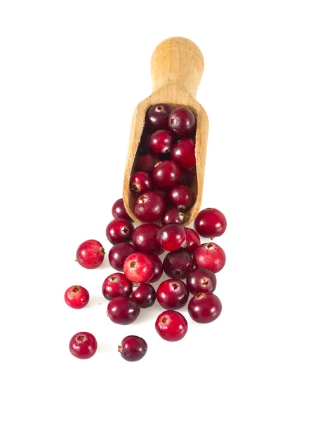 Cranberries Isolated White Background — Stock Photo, Image