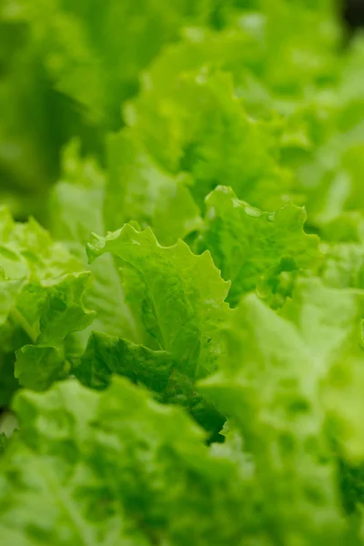 Lettuce Close Wall Background Close — Stock Photo, Image
