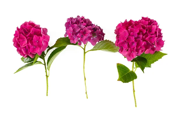 Pink Hydrangea Isolated White — ストック写真