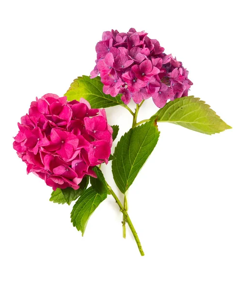 Roze Hortensia Geïsoleerd Wit — Stockfoto