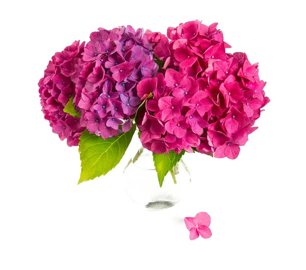 Roze Hortensia Geïsoleerd Wit — Stockfoto