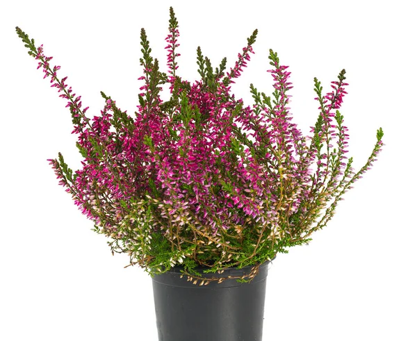 Erica Isolata Bianco — Foto Stock