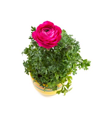 violet ranunculus growing on white clipart