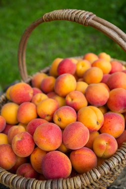 Taze olgun kayısı arka plan