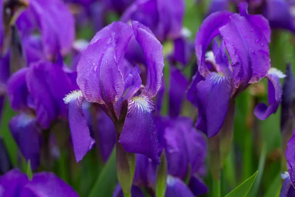 Irisblume Garten — Stockfoto